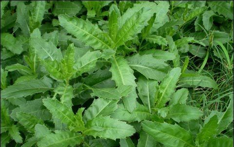 野菜|农村地里有几种的野菜，随处可见，营养丰富，价值不输药材