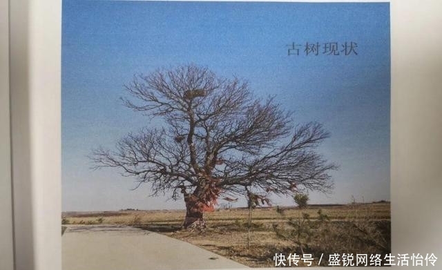  保险公司|朴树被“撞断”树枝，司机要赔13.7万！