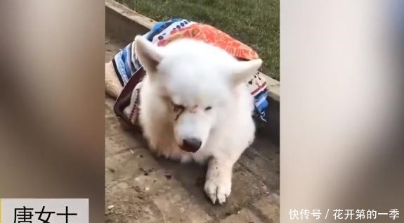 遗弃|狗狗家中拉粑粑 遭主人打爆眼球遗弃 爱心人士凑钱手术