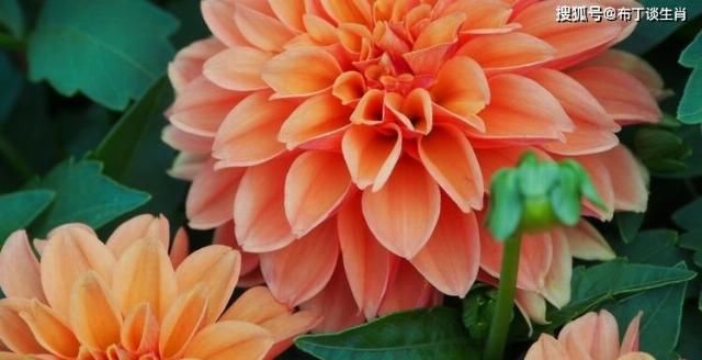  收入|8月上旬起好运相伴，事业扶摇直上，财富收入与日俱增的4大生肖