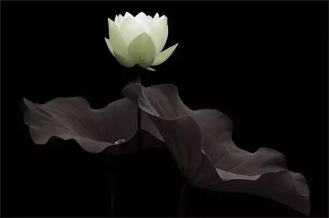  莲花|一个老外拍的荷花，惊艳