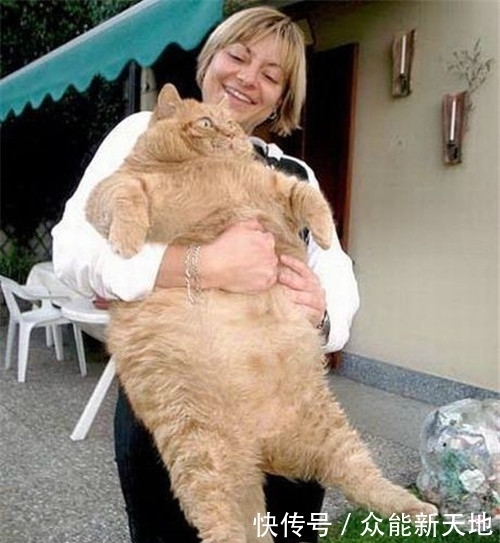 搞笑段子|趣味图片幽默段子：这已经不是橘猫了，这是大橘猪，哈哈哈