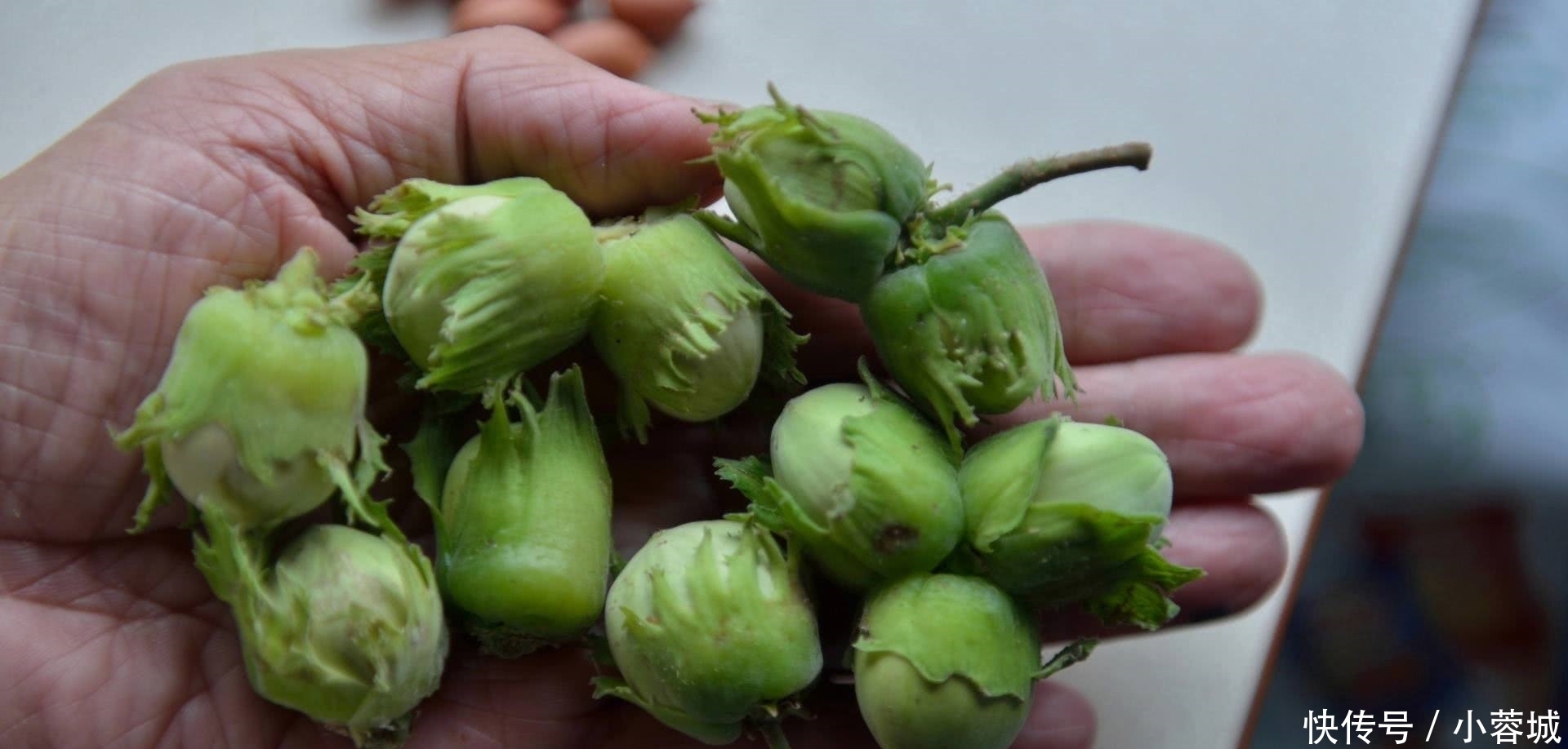 东北特|东北排名前7的野味,你吃过几种?第5位名气最大