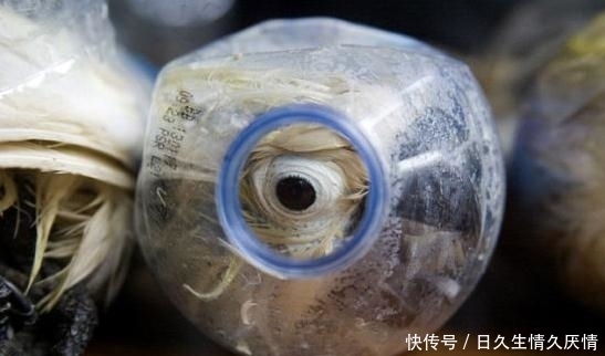 矿泉水瓶|发现一个古怪的包裹,看到矿泉水瓶子里的眼睛,结果让人气愤