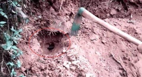 顿时|小伙和朋友上山,朋友用铁锹挖开一洞口,小伙顿时不敢靠近了