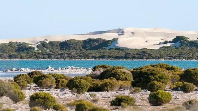  事故|熊孩子不分国界！南澳一12岁男孩开车出事故造成一死一伤