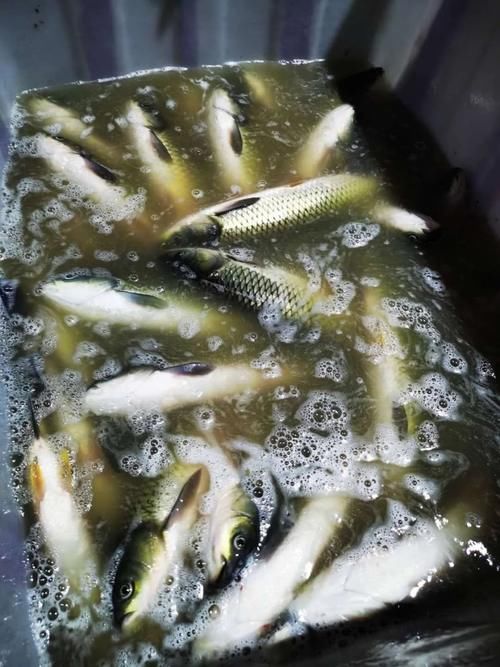 排队|昆明排队三十年老店,15张桌子,“镇店之宝”每天卖半吨