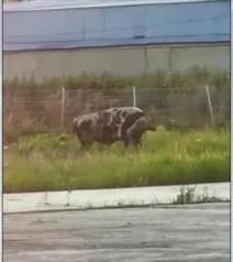  发狂|吓人！1200斤大黄牛宰杀前一秒发狂…狙击枪都用上了