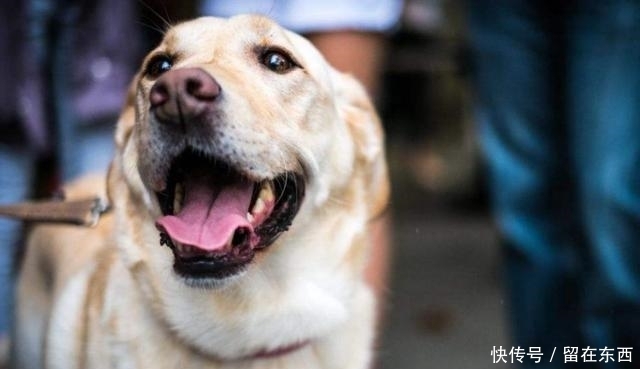  狗狗|为什么狗狗喜欢主人摸它的头部？背后的6个意义，真是“心机狗”