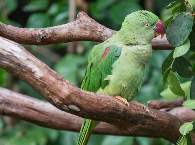  大学生|大学生卖2只人工养殖鹦鹉获刑6年，有必要如此严厉吗