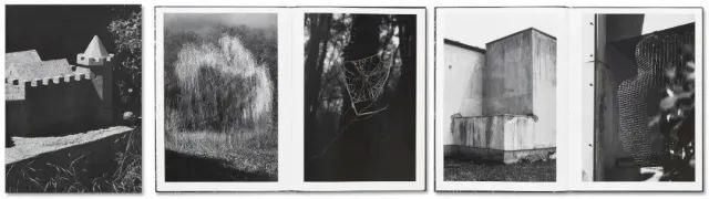  停用|摄影圈｜佳能宣布所有新产品停用两个术语 / 女摄影师凭水中拍鸟成北美打鸟第一人