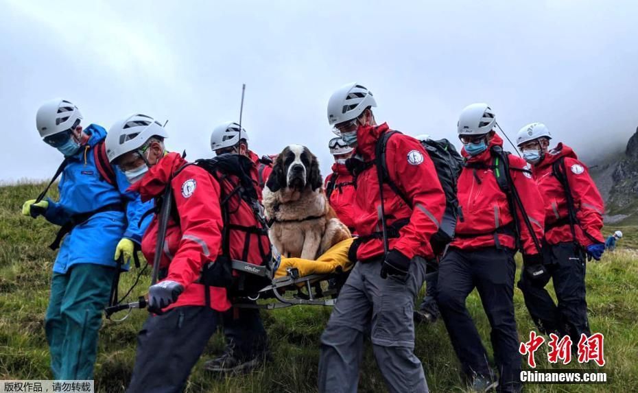 下山|搜救犬反被救!圣伯纳犬腿伤受困16人抬下山