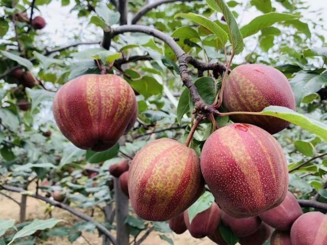  彩虹梨|这款“天然矿泉水”现在正当季！脆甜爽口会爆汁，馋到舔鼻尖的解暑好物~