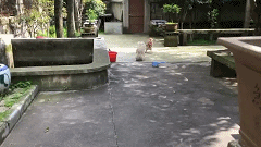 大爷|搞笑GIF趣图:哥们,你这求婚姿势真是帅爆了,大家都看好你哦