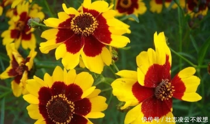 生肖|9月开始赚钱多多,事业勇攀巅峰,四季平安的四大生肖