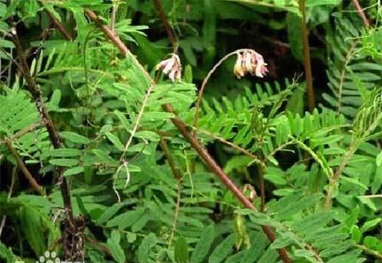 葵菜|古代“蔬菜之王”你吃过吗?当它称霸餐桌时,大白菜还在跑龙套