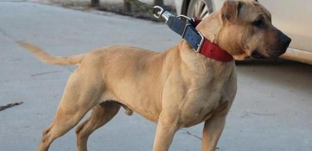 狗狗|中国藏獒和美国比特对决，谁是最后的赢家？观众记录精彩过程