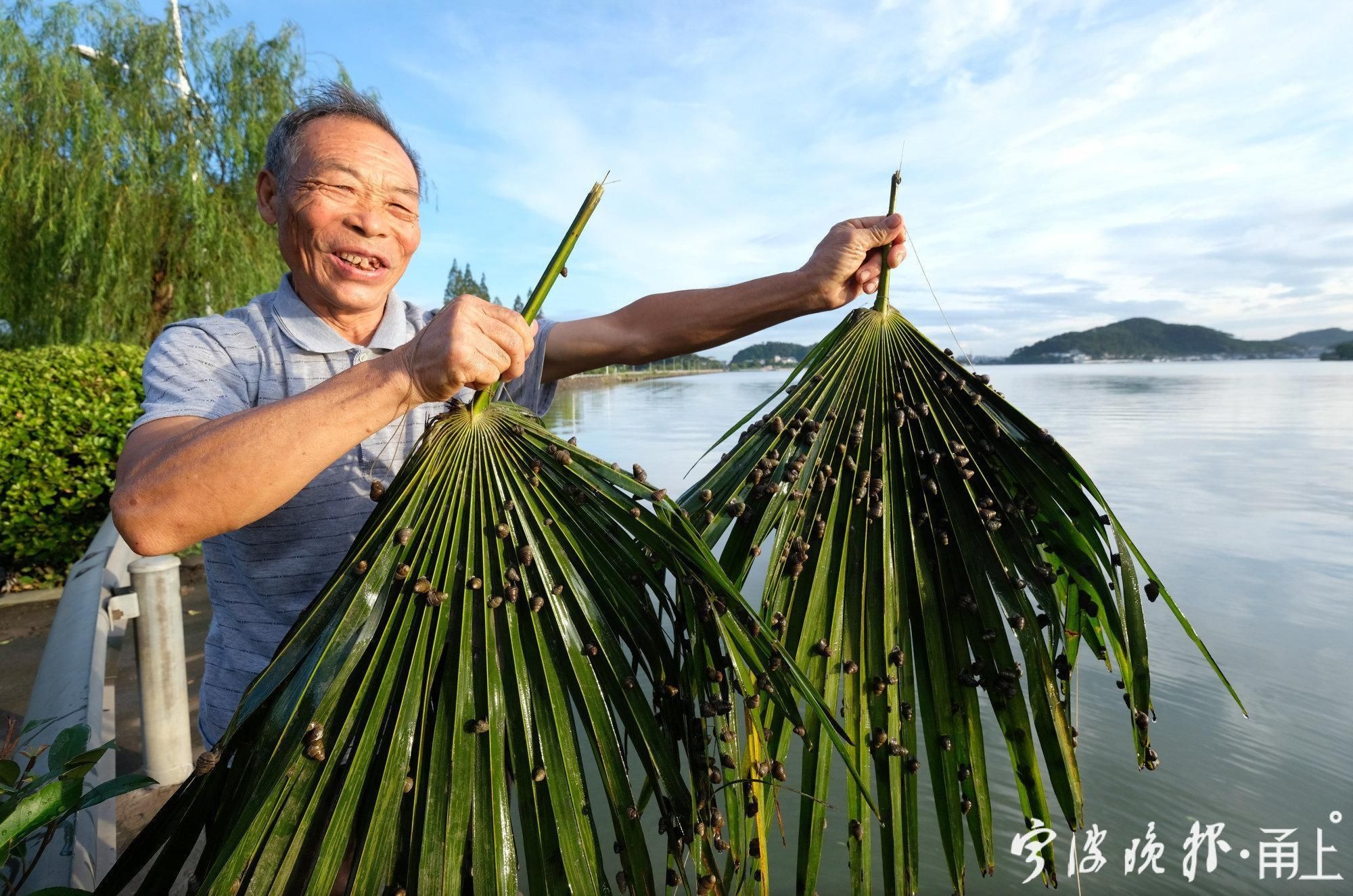 宁波|宁波东钱湖人的老法子 用棕榈树叶“下”蛳螺你可见过？