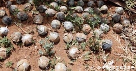  此国|不是越南，此国才是越南战争中损失最大国家，至今都一贫如洗