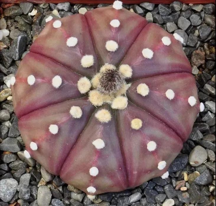  人养|每个人养肉人都应该学会鉴赏“兜”