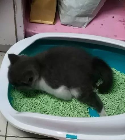  姿势|猫咪拉粑粑的奇葩姿势，忍住不要笑，铲屎的要面子的啊