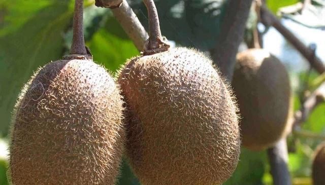  宝宝|女人怀孕后，平时尽量多吃4种常见食物，或许宝宝出生后白净漂亮