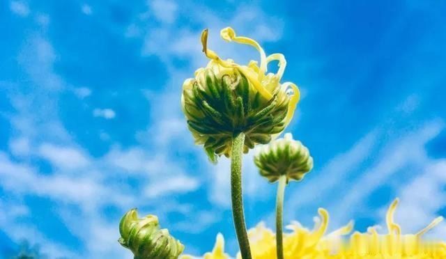 面子|为什么不要脸的人,往往活得更有面子