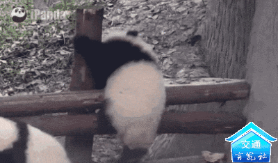 翻越|曝光！你翻越护栏的样子真的很丑！……