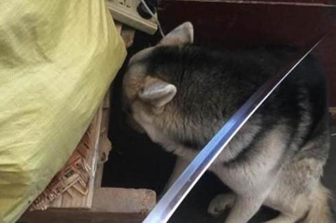  表情|狗子咬坏主人钱包，意识到自己错后，立马表现出一副求饶的表情