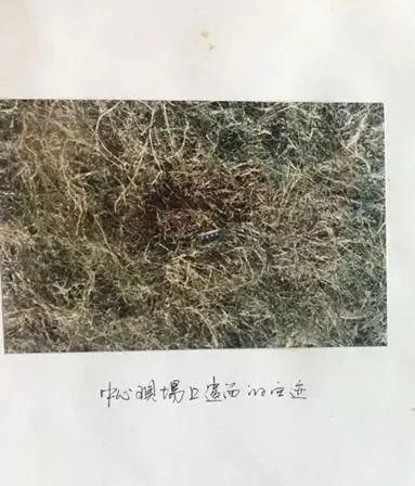  潜逃|“我进行肝移植手术影响了记忆力”，潜逃23年命案嫌疑人被捕后“失忆”……