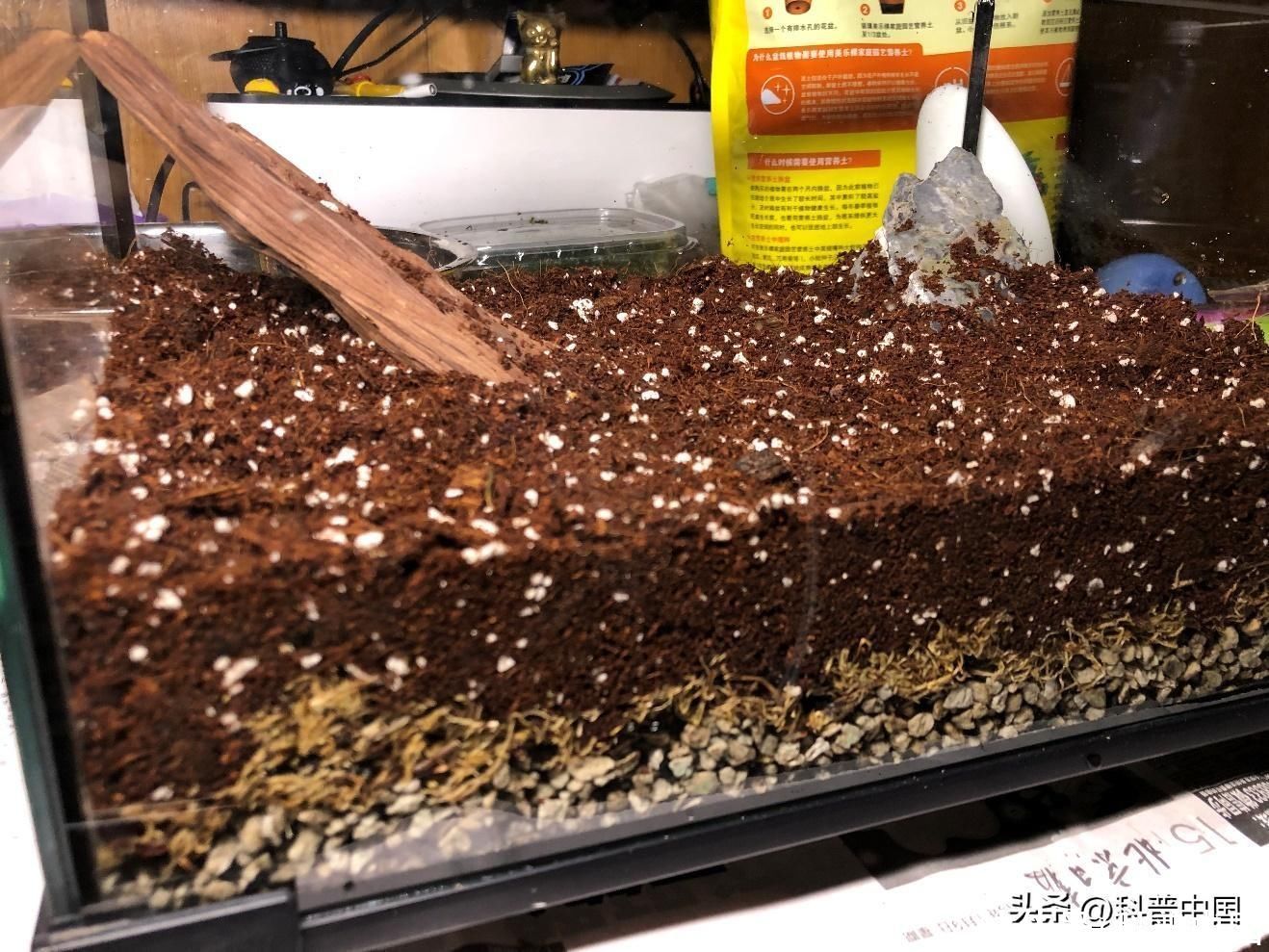 苔藓最简单的自制方法(想拥有一小片苔藓？自己动手造一片吧！)