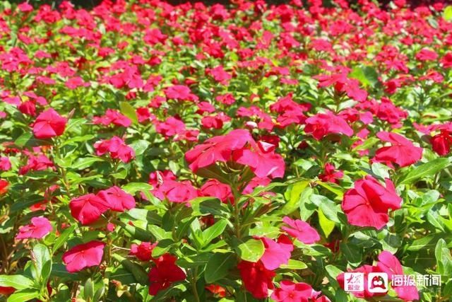  垦利|i东营·影像｜垦利区植物园内五彩缤纷好风光