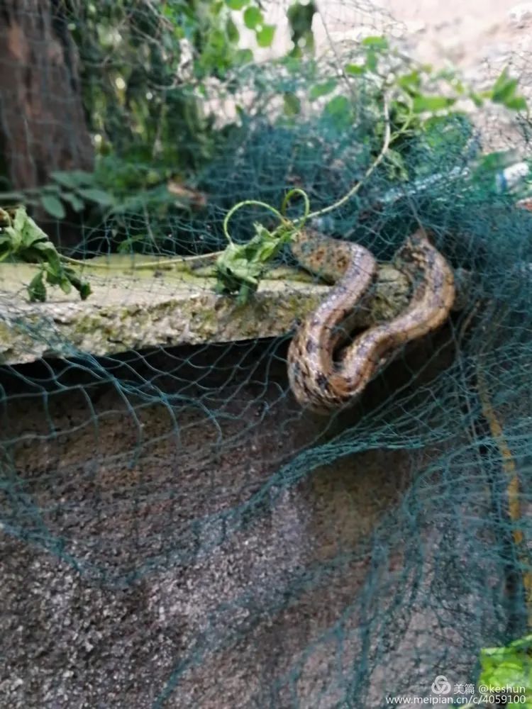  村民|17：30，淄博一村民家中突然发现一条2米长大花蛇...