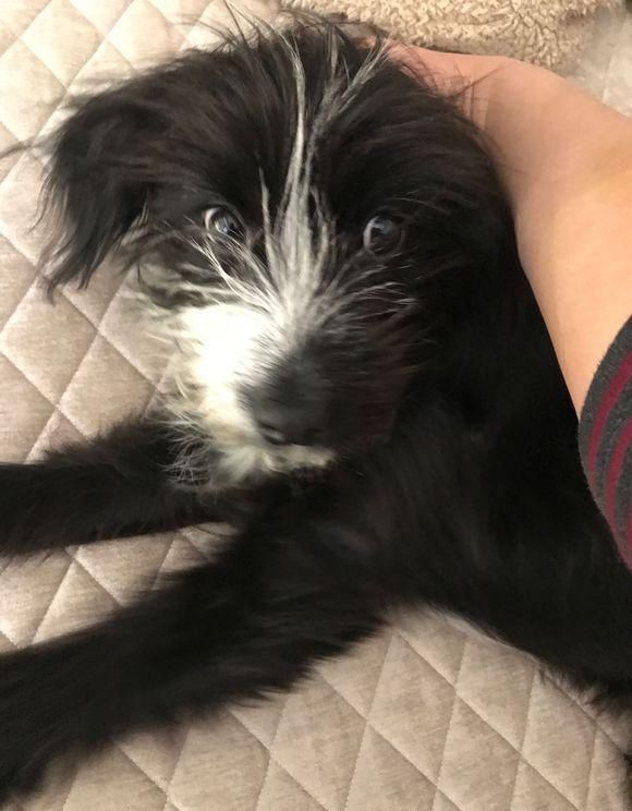  老家|进门看到这狗狗，老家亲戚皱起眉头，女孩心里却打起了自己的算盘