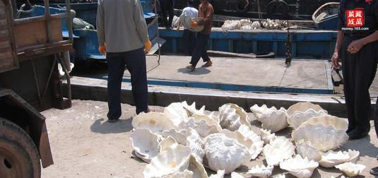 保护|酒店非法捕捞砗磲送给游客做纪念品