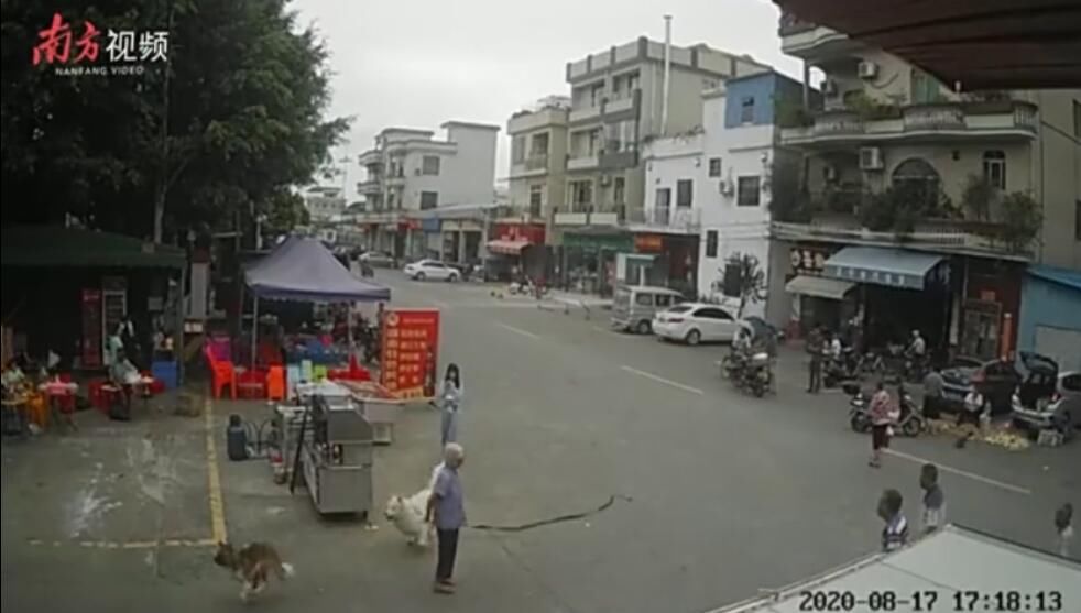  主人|佛山一老人被狗绊倒后身亡，狗主人逃离