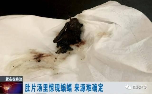  老板|汤里吃出整只蝙蝠！武汉一家人紧急做核酸检测……