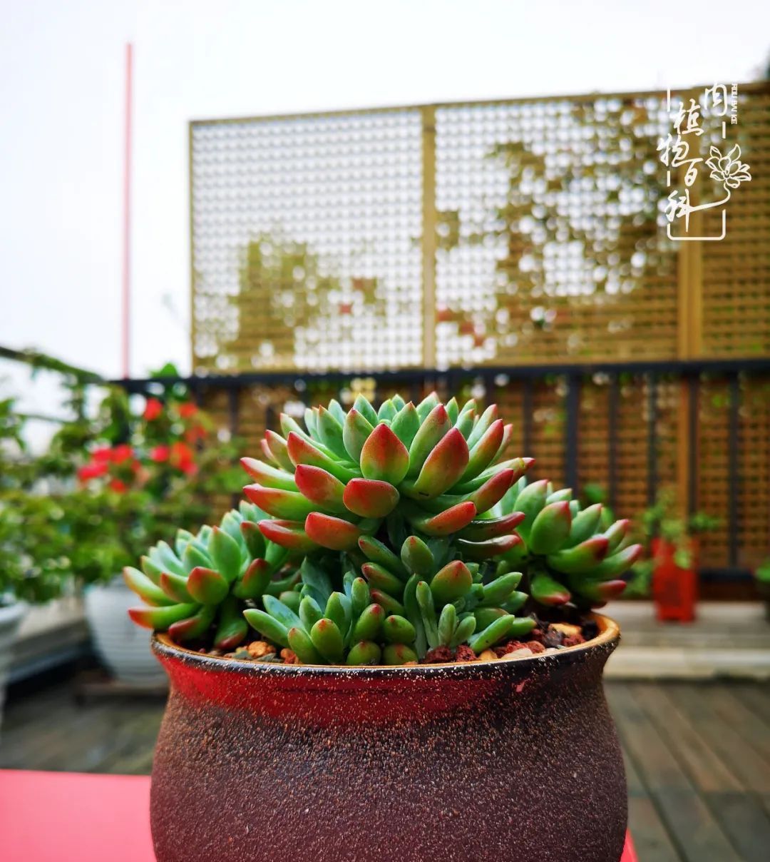  萌化|当粉粉的多肉捧在手心，我体验到了什么叫“萌化了心”