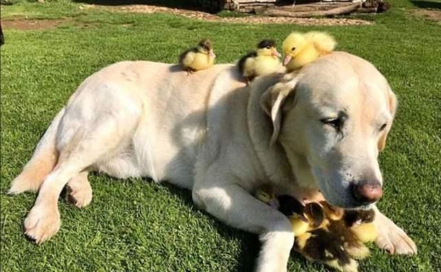 滑稽|鸭子从小跟着狗狗长大,竟把自己当成了狗,场面简直太滑稽了