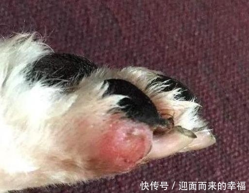  受伤|一摸“狗爪子”，狗狗就缩回来，有7个原因