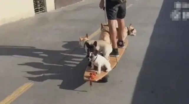  狗狗|男主用滑板车拉六只狗狗，狗狗淡定坐滑板车，萌爆了！