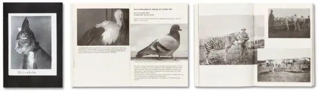  停用|摄影圈｜佳能宣布所有新产品停用两个术语 / 女摄影师凭水中拍鸟成北美打鸟第一人