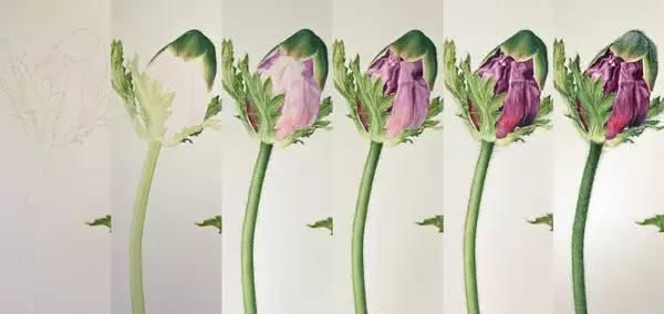  全职|一位全职妈妈喜欢疯狂画画，教你画水彩花卉