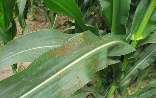  防控|防治夏玉米虫害，“一喷多效”防控技术，种地高手都在用，快学学