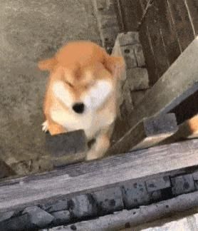 图片|22张图片记录狗狗的日常:第一次吃到了柠檬的狗子