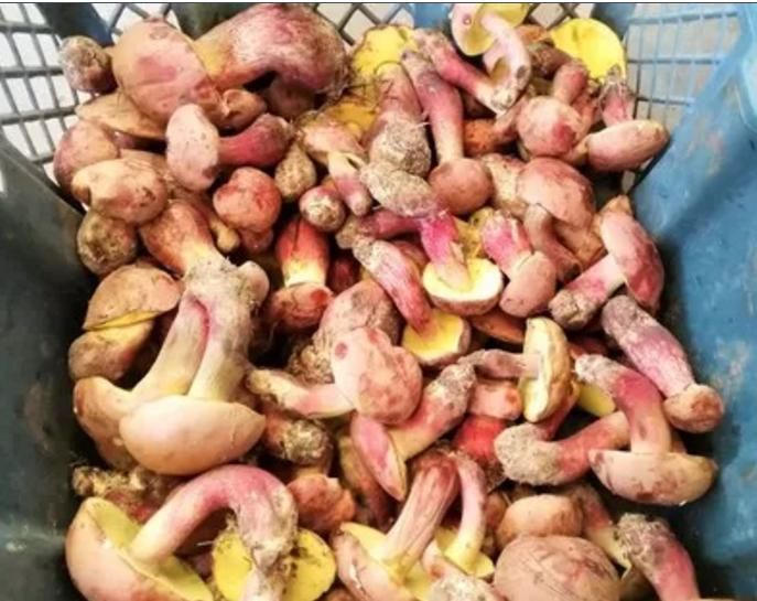  小精灵|不要作！致死率80%！为看“小精灵跳舞”，有人跃跃欲试，卖家急了