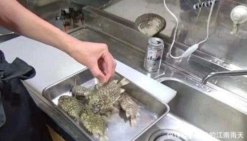 鱼鳞|女子在淘宝买了美味可口的鱼,却杀不动它,硬度堪比钻石