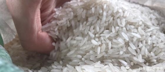 米象|米放久了会有虫子,那么问题来了,那些虫子都是哪里来的呢