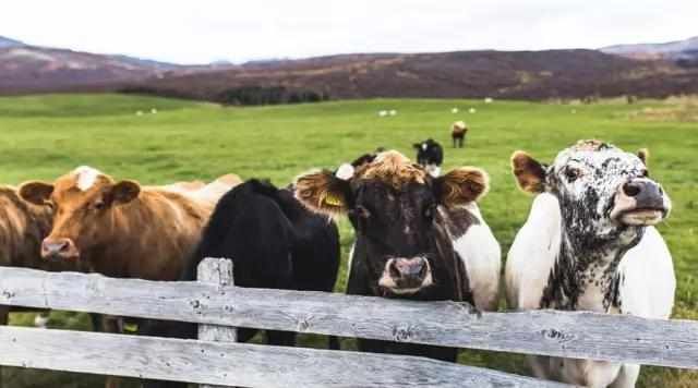  农业|菜吧：我相信有机农业的存在