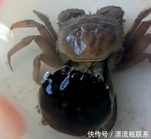 淡定|女子买回来2只螃蟹,第二天变成了3只,定睛一看不淡定了